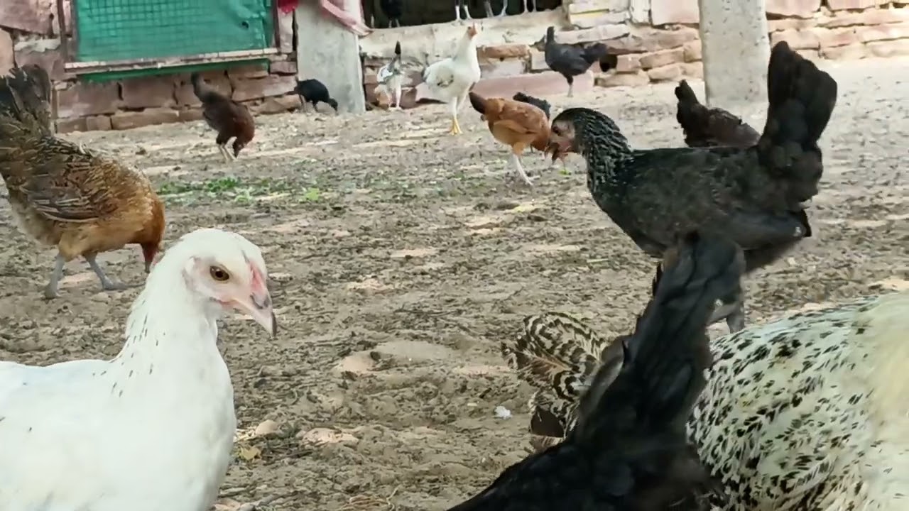 New number 7737160377 free range organic desi murga farm house jodhpur rajasthan 