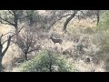 Old Mexico Coues Deer with a 25SST.  133 Berger EOL.  500 yards.  