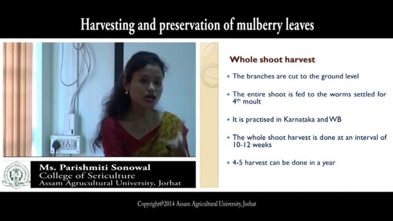 Harvesting and preservation of mulberry leaves