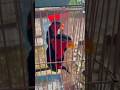 Lorikit Exotic birds 🐦 || Azamkhan pet Center || #shortvideoviral2025