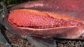まさに宝石。「シャケの王」をさばいたら巨大イクラが大量に出てきた。