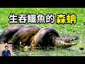 亞馬遜的綠森蚺到底有多恐怖？生吞鱷魚，愛吃水豚，號稱「大象殺手」！世界上最大的蛇，蚺蛇和蟒蛇的區別，水蚺體型極限未解之謎……【老肉雜談】#動物 #科普 #知識 #森蚺 #蛇