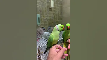 دره متكلم سبحان الله 