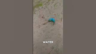 Fish That Can Survive Without Water for Days #shorts #animals #wildlife