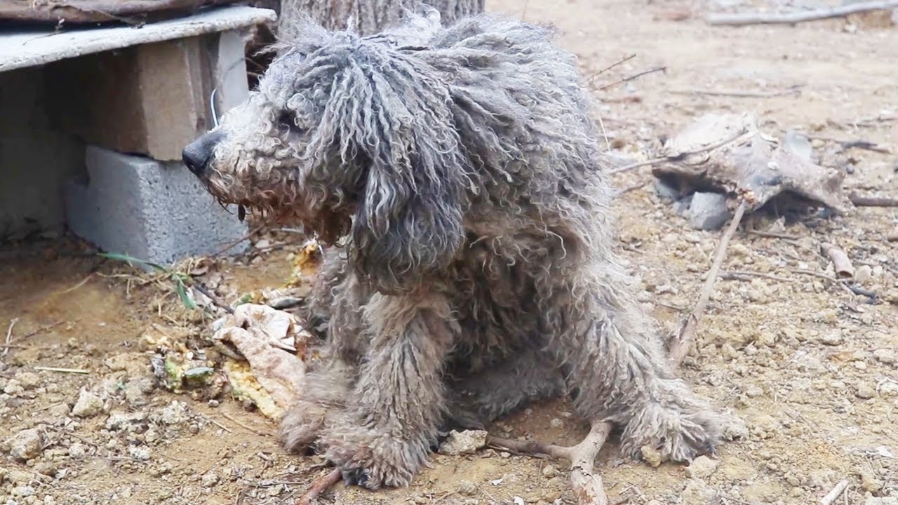 ”Special Stray Dogs” rescue stray dogs that have been abandoned in