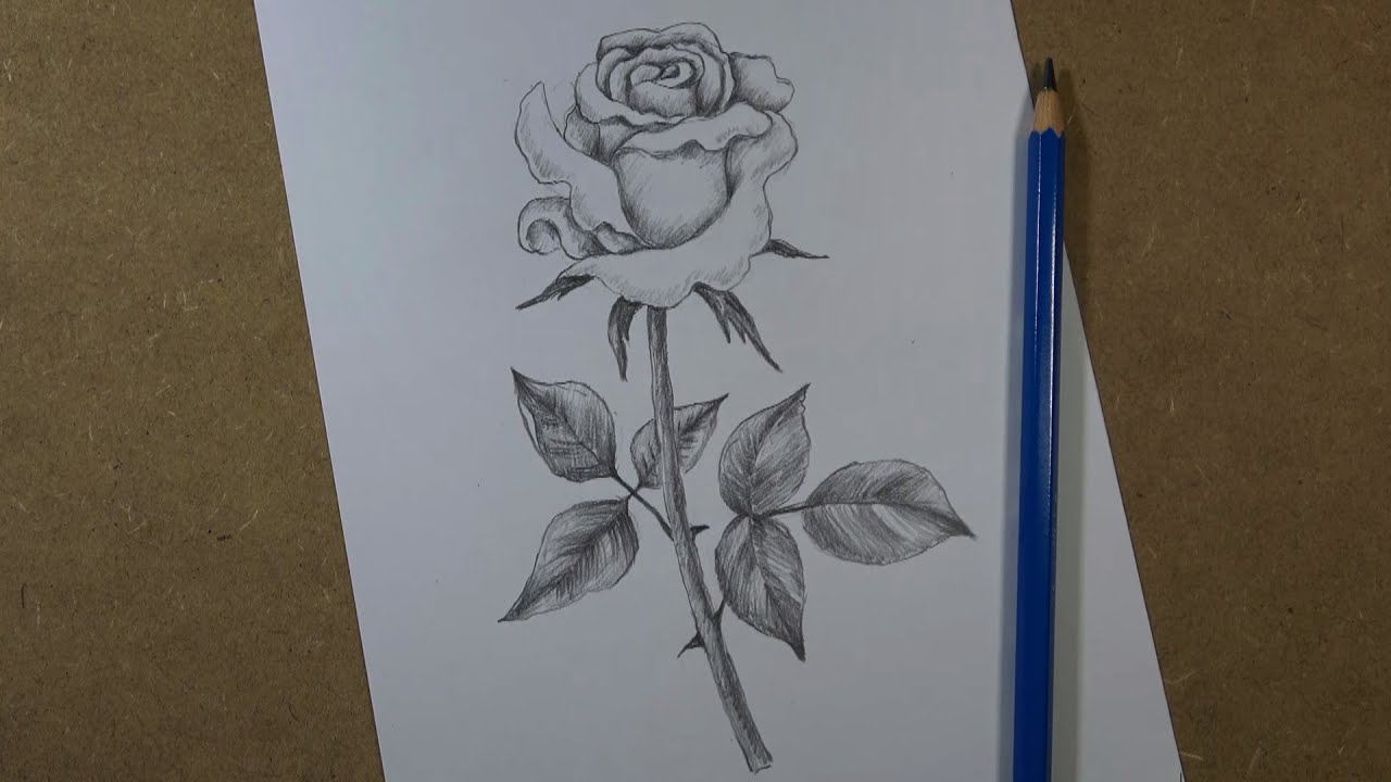 How to draw a realistic rose step by step | Pencil - YouTube