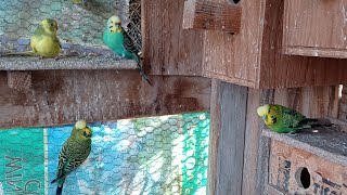 Budges Lovebirds diamonddoves cockatiels/ got 2 male English budge introducing them  in to the cage