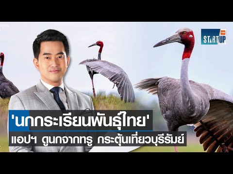 'นกกระเรียนพันธุ์ไทย' - แอปฯ ดูนกจากทรู กระตุ้นเที่ยวบุรีรัมย์ I TNN Startup I 14-04-65