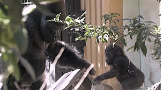 赤ちゃんゴリラのキンタロウがパパを怖くない？💗かわいい【京都市動物園】