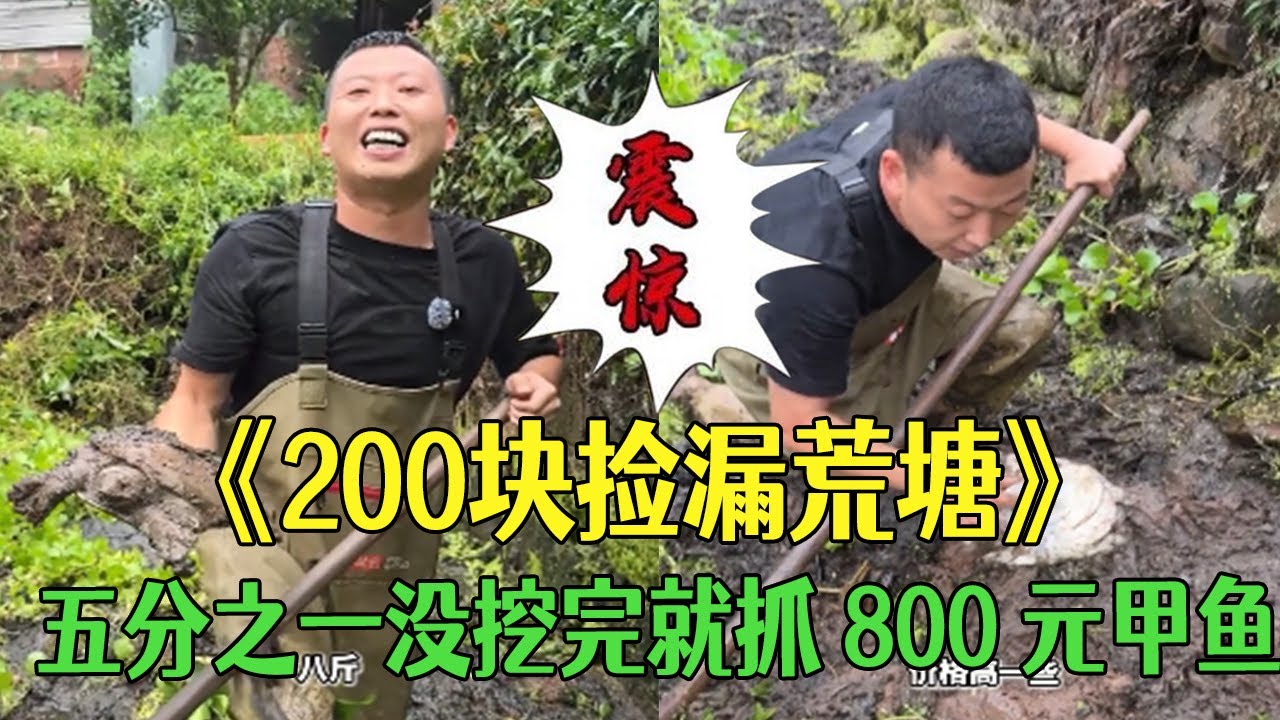花 200 塊撿漏水葫蘆荒塘，五分之壹還沒挖完就抓 800 元甲魚，這運氣絕了#三農#戶外#鄉村生活 #小飛哥 #包塘