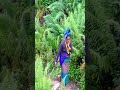 Nepal mountains rural life #nepalireels #mountains #food #cooking #shorts #viral #explorenepal