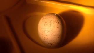 Button Quail: Hatching Day
They have chirp and peep throughout the last remaining days.
Then finally, they have hatch during the night.
There is still two remaining egg left
Most of my guess on the color at the end might be right or might be wrong...very hard to tell... Button Quail: Hatching Day