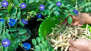 نبات الشاي الازرق طريقة الزراعة والري مع اهم المعلومات