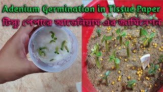 Actual Adenium Germination Method In Tissue Paper | How to Germinate Adenium | Treehouse Gardening