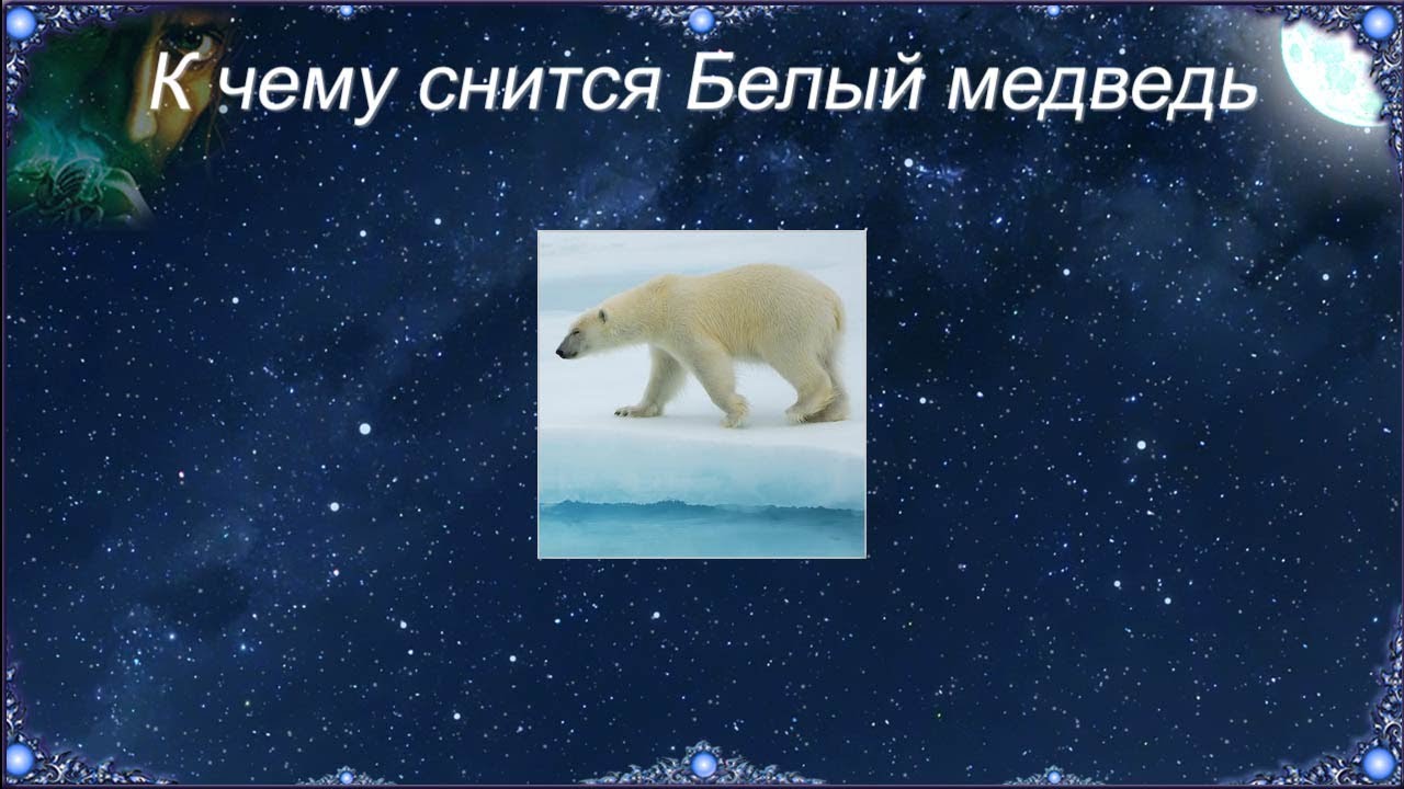 К чему снится Белый медведь (Сонник)