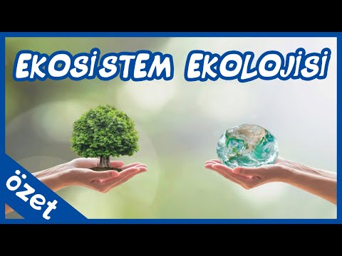 Video: Üç geniş ekosistem kategorisi nelerdir?