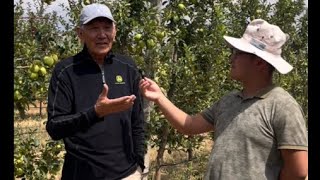 #1 Современный и интенсивный яблоневый сад в Кыргызстане! Кыргызстандагы #1 Алма бак!
