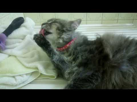 清水丈ブリーダーからお迎えしたスクーカム：はるくんくん