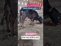 આ ગાય વેચવાની છે #cow #bhesh #sale #gujarat #2026 #youtube #sale #shorts