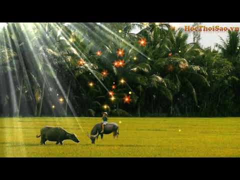 Video Sáo Trúc Việt Nam Hay Nhất | Bản Nhạc Quê Hương Việt... - youtube