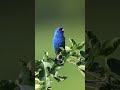 Ref:KYckyZxonYA Indigo bunting | passerina cyanea | cardinal | song bird   