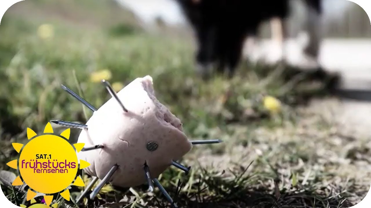 Tödliche Leckerlies - Hundehasser verteilen vergiftete Kekse | SAT.1 Frühstücksfernsehen