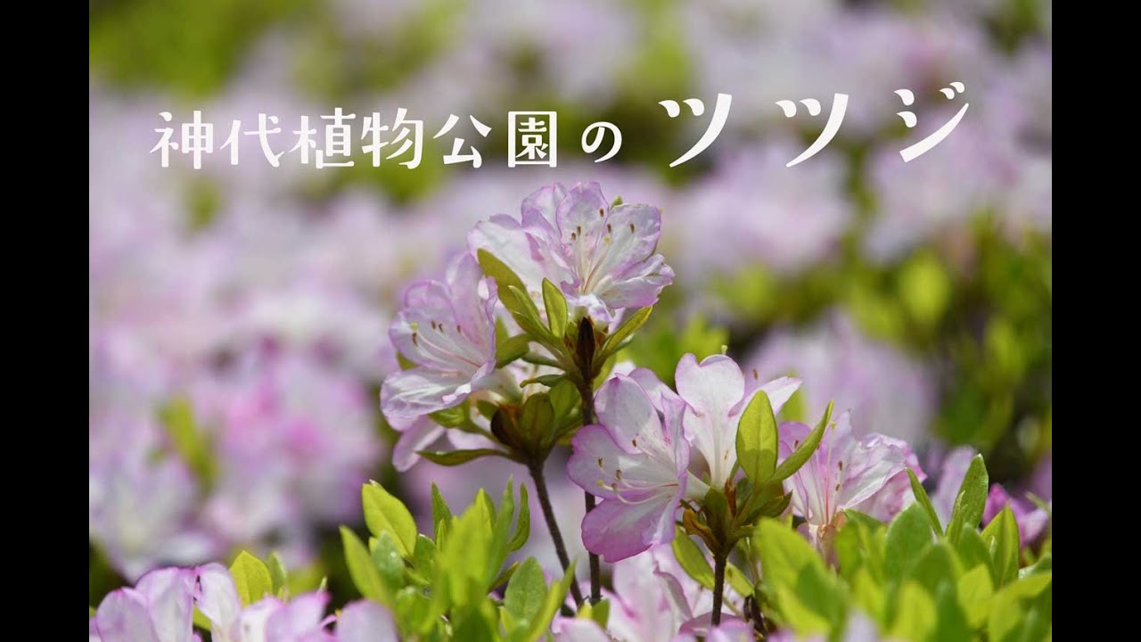 つつじ図鑑 1】神代植物公園の躑躅 51品種 51 varieties of Japanese