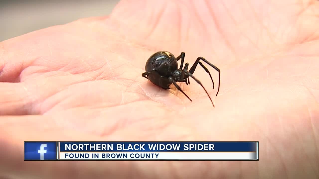 Черная вдова укус смерти. Паук чёрная вдова укус. Черная вдова паук кусает человека.