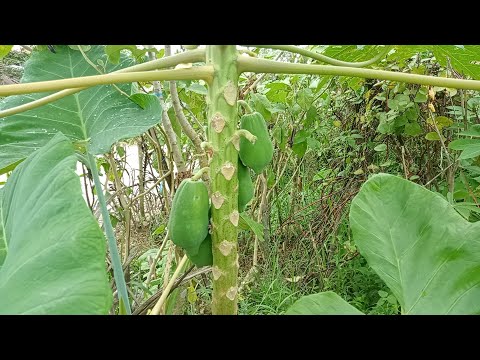 Harvest time 👈#Mukbang #talong #okra #buhayprobinsya