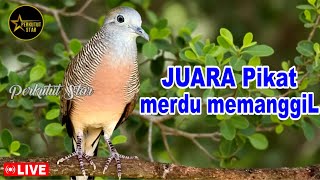 Perkutut Lokal Gacor - paling JAGO masteran mancing bunyi