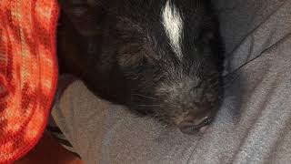 Lap Pig Dreams