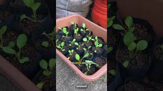 menanam sayuran di polybag #janurinurhidayat #berkebun