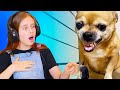 Смешные видео с животными 😂😂😂 Попробуй не засмеяться Челлендж