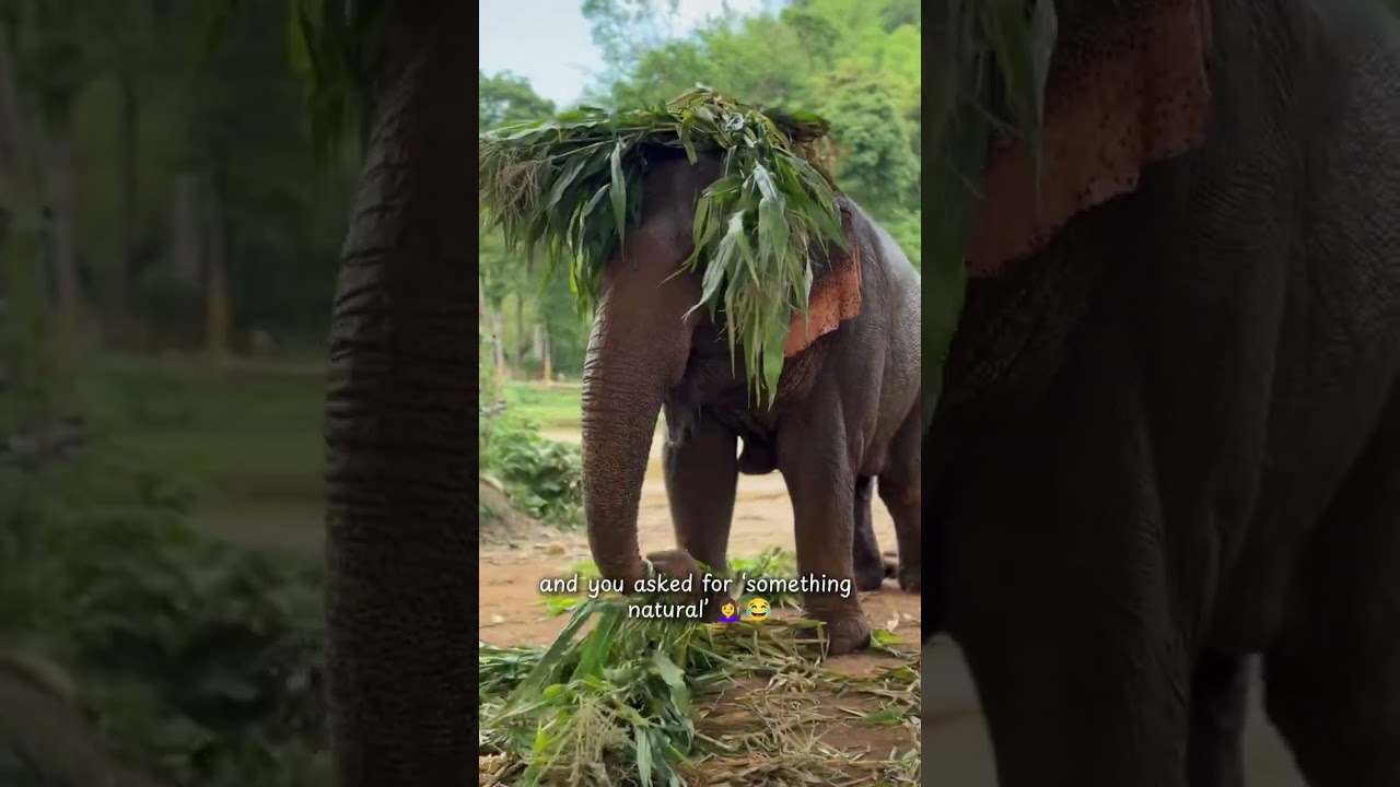 Elephant Shows Off Her Hilarious New Jungle Hairstyle | Funny Animal Moments - CreatureCops