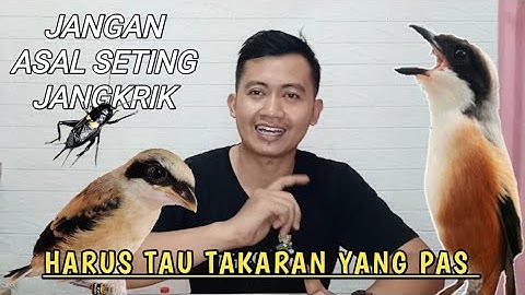 MEMBONGKAR SETINGAN/TAKARAN JANGKRIK YANG PAS UNTUK BURUNG CENDET