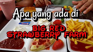 BIG RED STRAWBERRY FARM |CAMERON HIGHLANDS TRIP WITH FAMILY PART 7