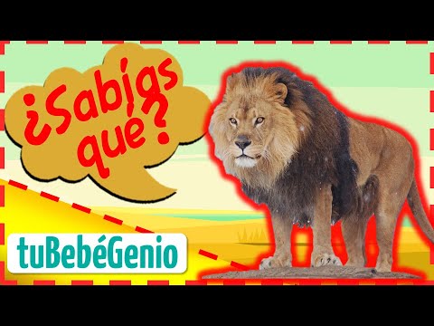 EL LEON Y Sus Características Para Niños | Información De Animales Salvajes  | Disertacion Del León - YouTube