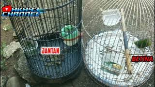 cara membedakan burung cucak ijo mini cucak ranting@aka93channel