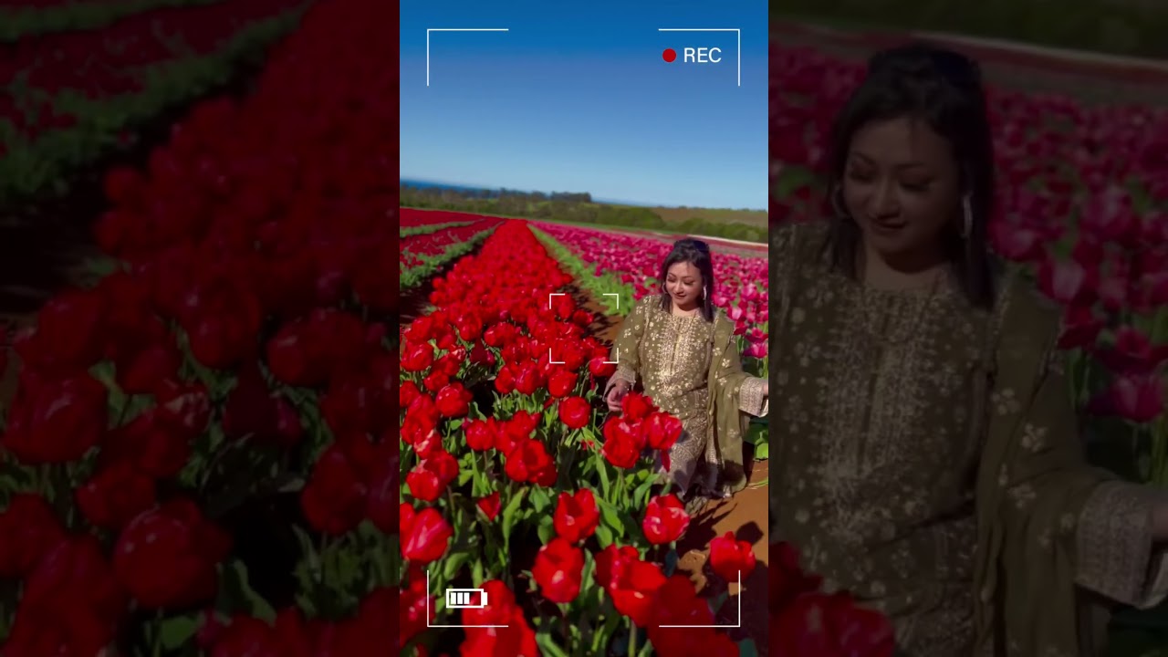 Tulip Farm, Tasmania