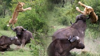 En Güçlü Manda Sürüsü Ve Aslanlar..