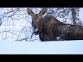 Our first alaskan winter  where the moose outnumber the people