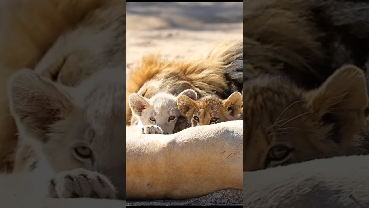 Cute lion cub's with family