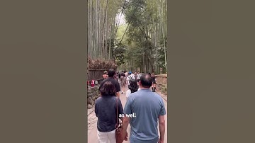 Hidden Gems in Arashiyama 🌿✨ | Bamboo Forest & Togetsukyo Bridge