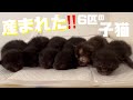 産まれた‼️6匹の子猫[成長記録]生後0日〜12日。