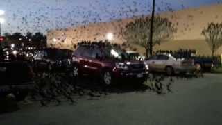 Crazy flock of grackles invade parking lot