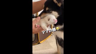 出産後すぐにママの顔になる豆柴 #Shorts