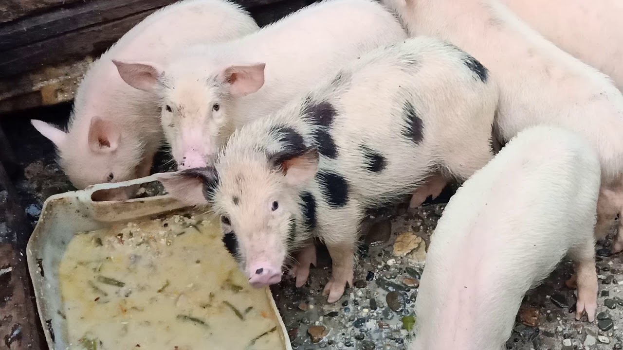 BETERNAK BABI 