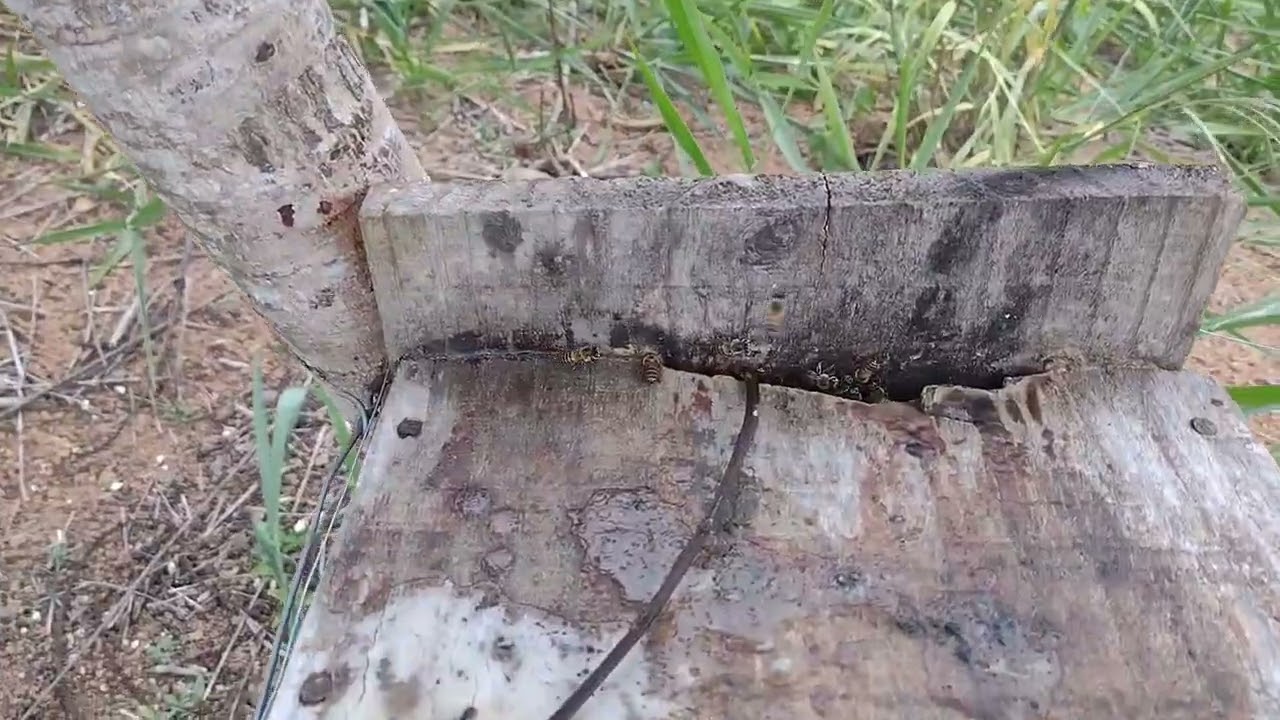 😱 Será que as caixas iscas deu certo vamos conferir 😱😱😱😱😱