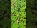 чис, то.тел. Помог избавиться от заразы