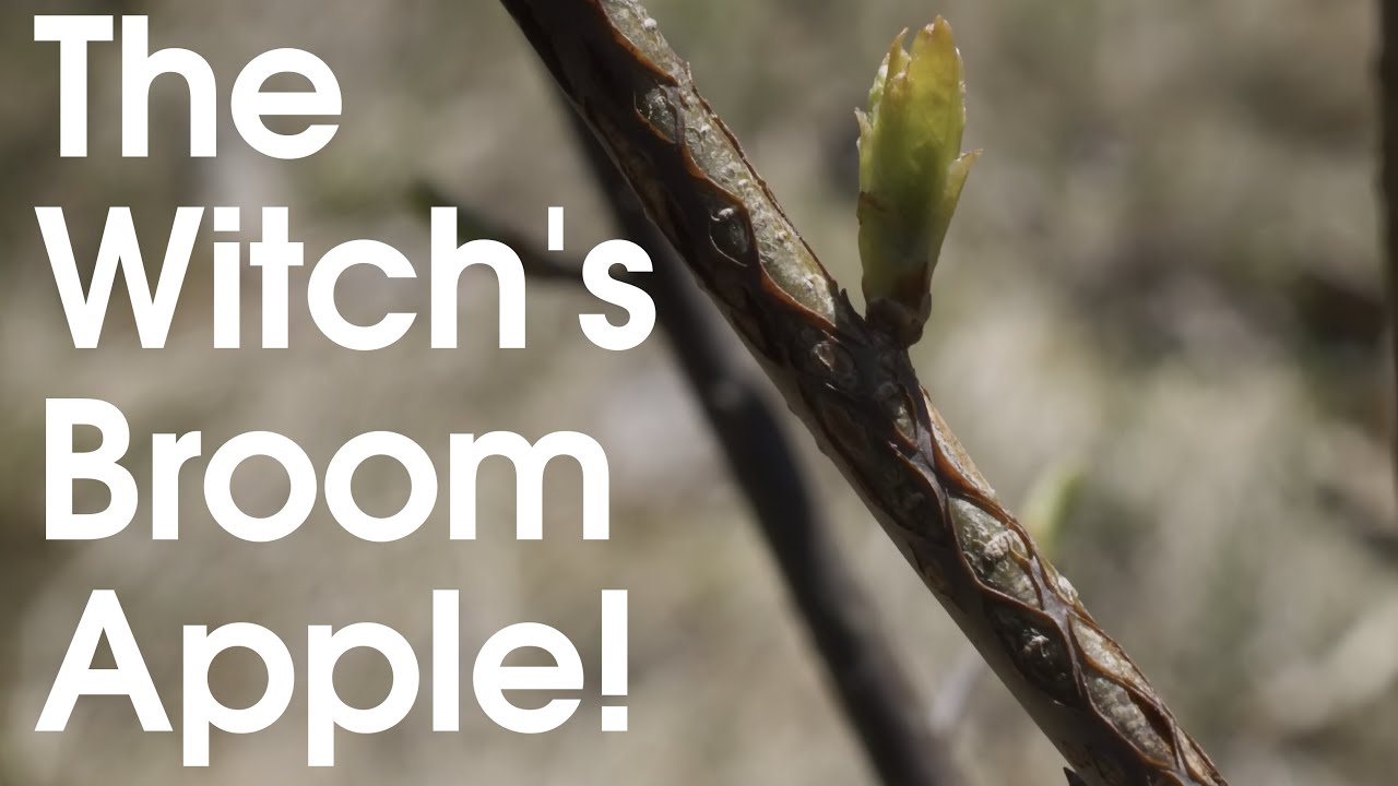The Witch's Broom Apple!